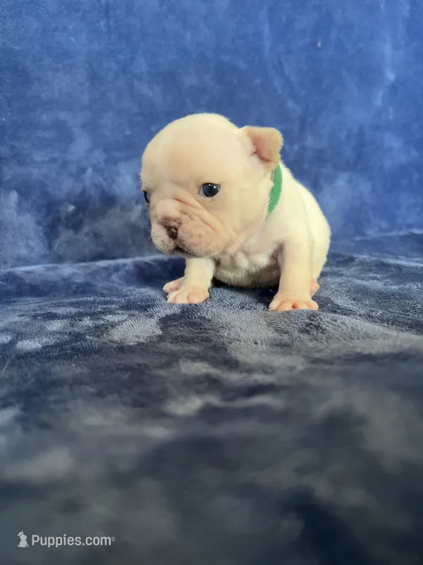 Clair – French Bulldog puppy for sale in Fallbrook, CA