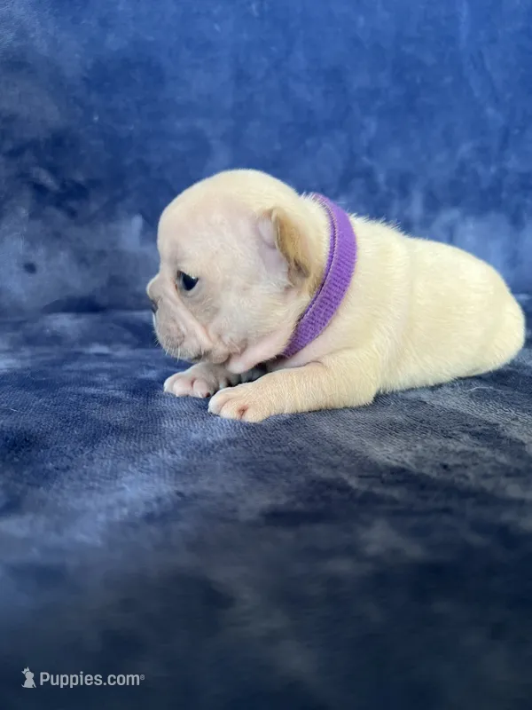 Bella – French Bulldog puppy for sale in Fallbrook, CA