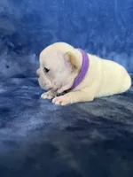 Bella, a female French Bulldog for sale in Fallbrook, CA – 1 of 2