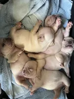 Clair, a female French Bulldog for sale in Fallbrook, CA – 3 of 3