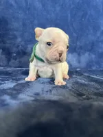 Clair, a female French Bulldog for sale in Fallbrook, CA – 2 of 3
