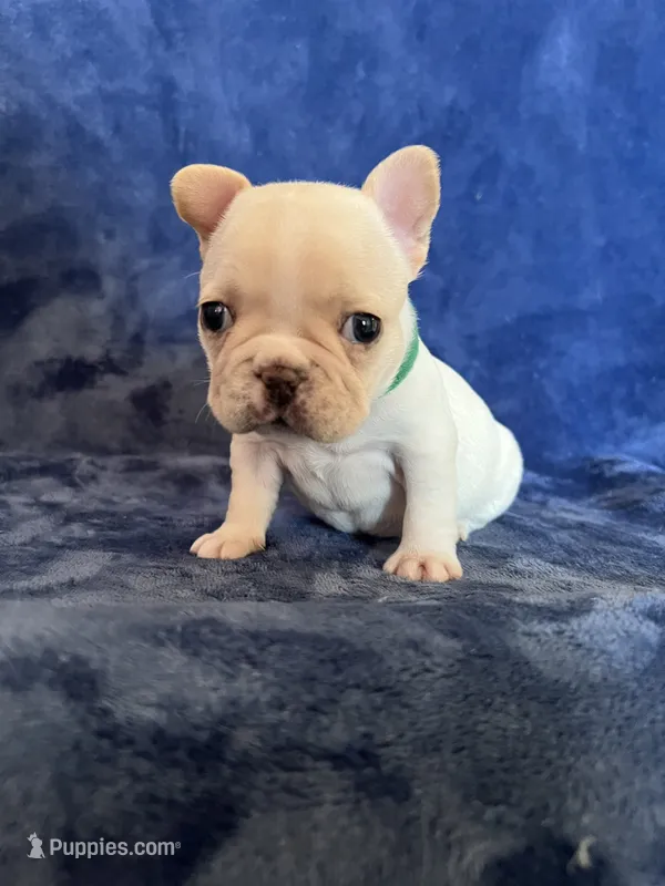 Clair – French Bulldog puppy for sale in Fallbrook, CA