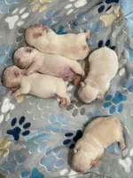 Mrs Green, a female French Bulldog for sale in Fallbrook, CA – 2 of 2