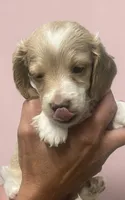 Polly, a female Miniature Dachshund for sale in Rocky Comfort, MO – 4 of 5