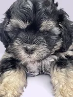 Leah, a female Shihpoo for sale in Rocky Comfort, MO – 2 of 2