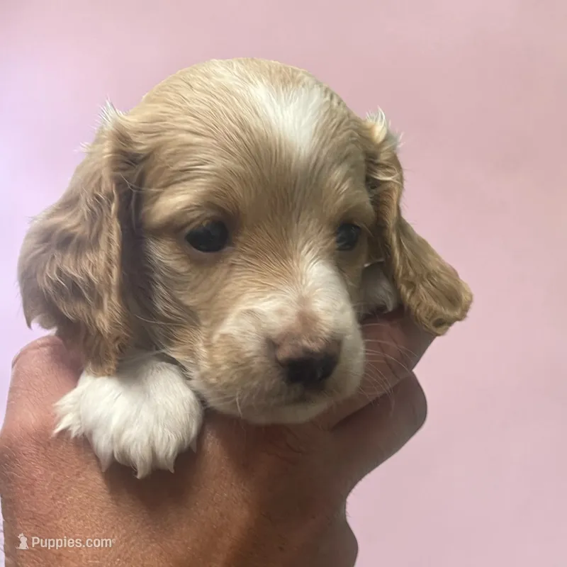 Polly – Miniature Dachshund puppy for sale in Rocky Comfort, MO