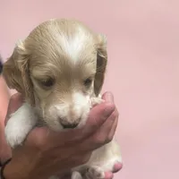 Polly, a female Miniature Dachshund for sale in Rocky Comfort, MO – 5 of 5