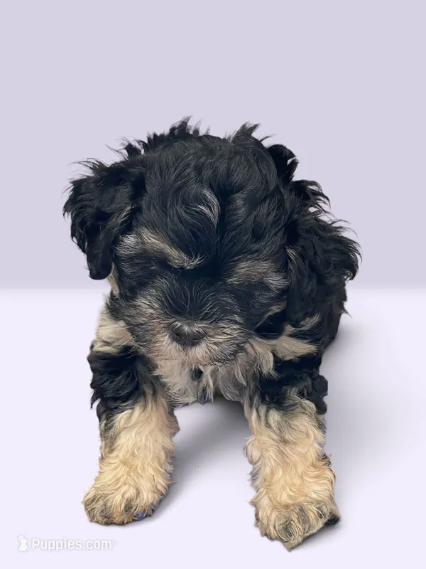 Leah – Shihpoo puppy for sale in Rocky Comfort, MO