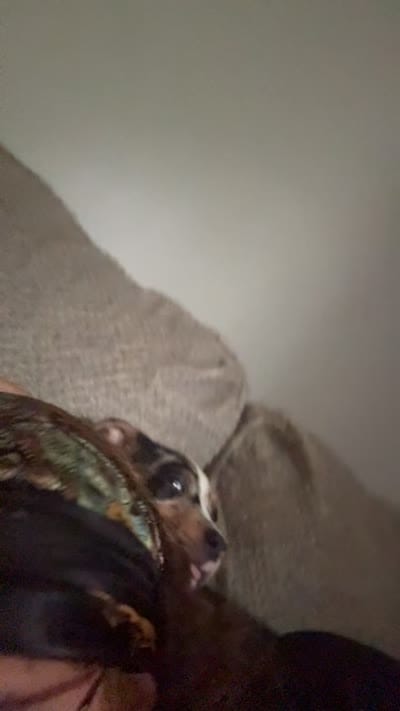 Ice, a male American Pit Bull Terrier for sale in Waterloo, IA – 1 of 3