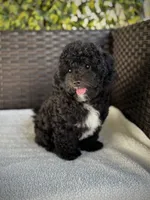 Grace - crate trained, a female Cavapoo for sale in North Port, FL – 7 of 7