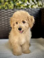 Theo - 12-22 lbs, a male Miniature Goldendoodle for sale in North Port, FL – 6 of 7