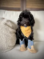 Milo - crate trained, a male Cavapoo for sale in North Port, FL – 7 of 9