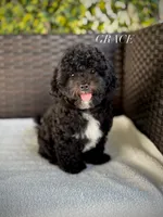Grace - crate trained, a female Cavapoo for sale in North Port, FL – 4 of 7
