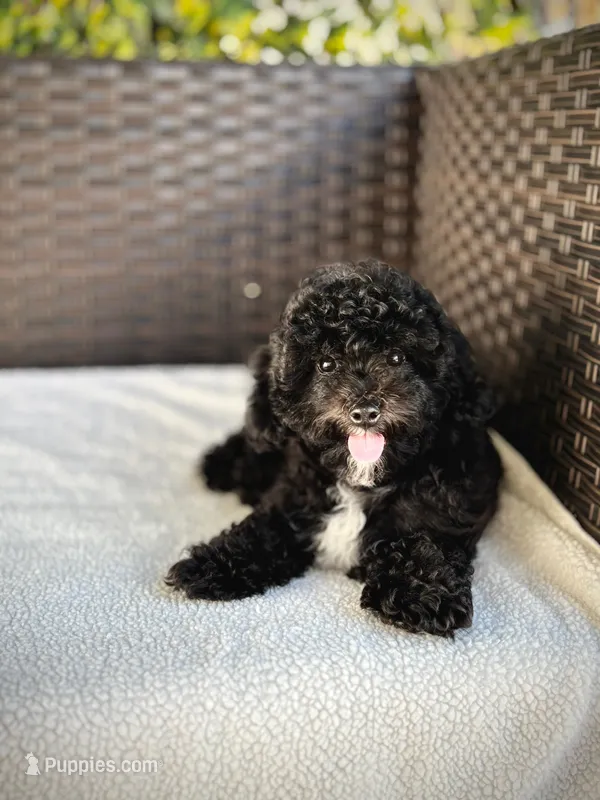 Grace - crate trained – Cavapoo puppy for sale in North Port, FL