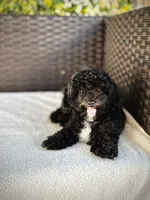 Grace - crate trained, a female Cavapoo for sale in North Port, FL – 1 of 7