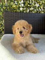Theo - 12-22 lbs, a male Miniature Goldendoodle for sale in North Port, FL – 5 of 7