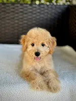 Theo - 12-22 lbs, a male Miniature Goldendoodle for sale in North Port, FL – 3 of 7