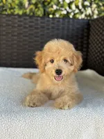 Theo - 12-22 lbs, a male Miniature Goldendoodle for sale in North Port, FL – 7 of 7