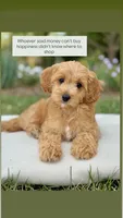 TAYA - F1b, a female Cavapoo for sale in North Port, FL – 3 of 3