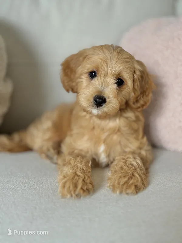 TAYA - F1b – Cavapoo puppy for sale in North Port, FL