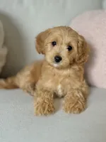 TAYA - F1b, a female Cavapoo for sale in North Port, FL – 1 of 3