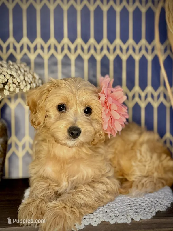 TAYA - F1b – Cavapoo puppy for sale in North Port, FL