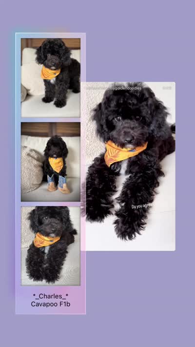 Milo - crate trained, a male Cavapoo for sale in North Port, FL – 4 of 9