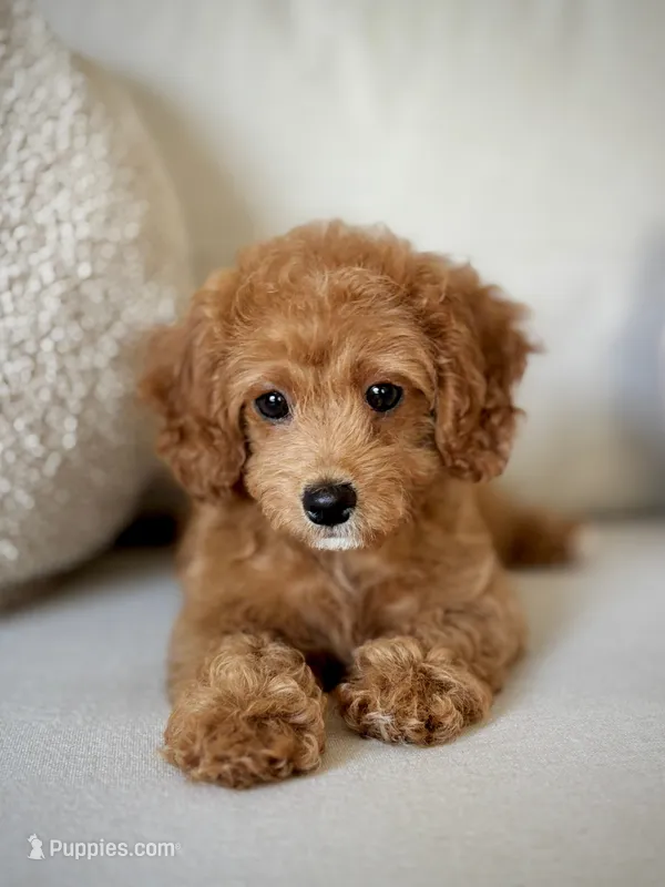 MILA - F1b – Cavapoo puppy for sale in North Port, FL