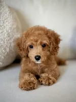 MILA - F1b, a female Cavapoo for sale in North Port, FL – 1 of 3