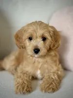 TAYA - F1b, a female Cavapoo for sale in North Port, FL – 2 of 3