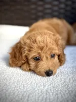 MILA - F1b, a female Cavapoo for sale in North Port, FL – 3 of 3