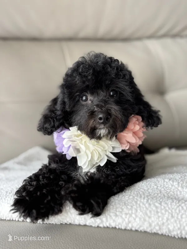 Grace - crate trained – Cavapoo puppy for sale in North Port, FL