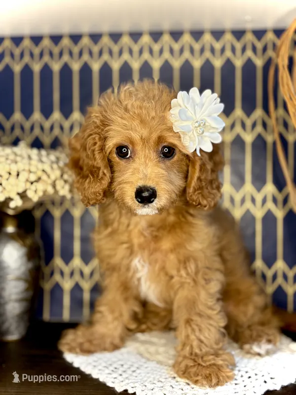 MILA - F1b – Cavapoo puppy for sale in North Port, FL
