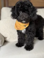 Milo - crate trained, a male Cavapoo for sale in North Port, FL – 5 of 9