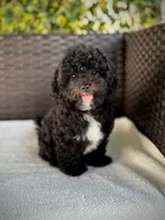 Grace - crate trained, a female Cavapoo for sale in North Port, FL – 5 of 7