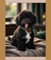 Grace - crate trained, a female Cavapoo for sale in North Port, FL – 2 of 7
