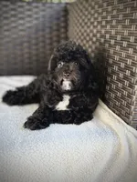 Grace - crate trained, a female Cavapoo for sale in North Port, FL – 6 of 7