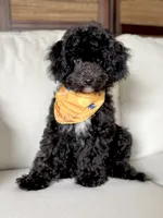 Milo - crate trained, a male Cavapoo for sale in North Port, FL – 3 of 9