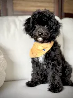 Milo - crate trained, a male Cavapoo for sale in North Port, FL – 2 of 9