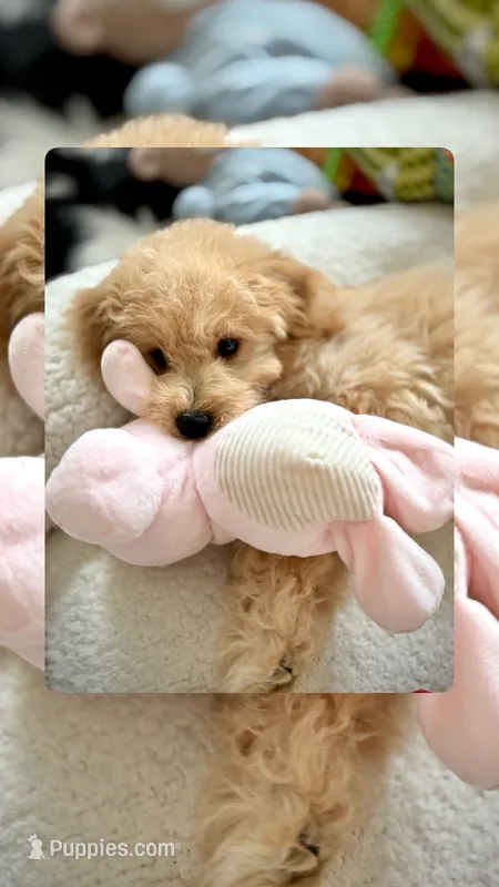 Theo - 12-22 lbs – Miniature Goldendoodle puppy for sale in North Port, FL