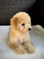 Theo - 12-22 lbs, a male Miniature Goldendoodle for sale in North Port, FL – 4 of 7