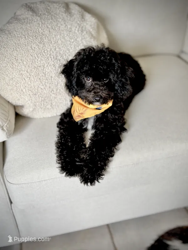 Milo - crate trained – Cavapoo puppy for sale in North Port, FL