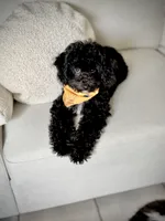 Milo - crate trained, a male Cavapoo for sale in North Port, FL – 1 of 9