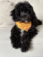 Milo - crate trained, a male Cavapoo for sale in North Port, FL – 6 of 9