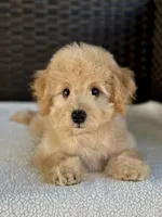 Theo - 12-22 lbs, a male Miniature Goldendoodle for sale in North Port, FL – 2 of 7