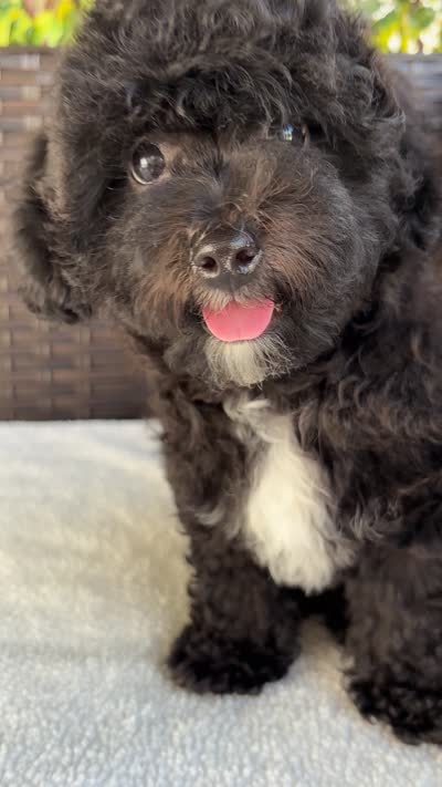 Grace - crate trained, a female Cavapoo for sale in North Port, FL – 3 of 7