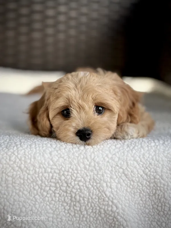 *RESERVED* – Cavapoo puppy for sale in North Port, FL
