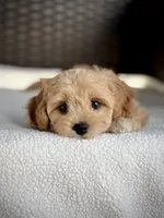 *RESERVED*, a female Cavapoo for sale in North Port, FL – 1 of 1