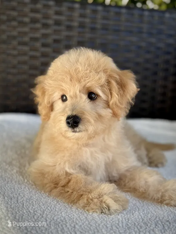 Theo - 12-22 lbs – Miniature Goldendoodle puppy for sale in North Port, FL