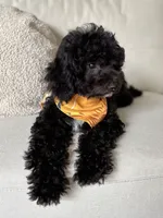 Milo - crate trained, a male Cavapoo for sale in North Port, FL – 8 of 9